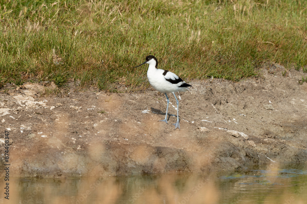 Avocette élégante, Recurvirostra avosetta, Pied Avocet Avocette élégante, Recurvirostra avosetta, Pied Avocet