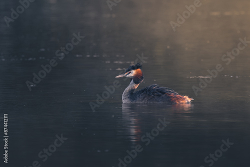 great crested grebe