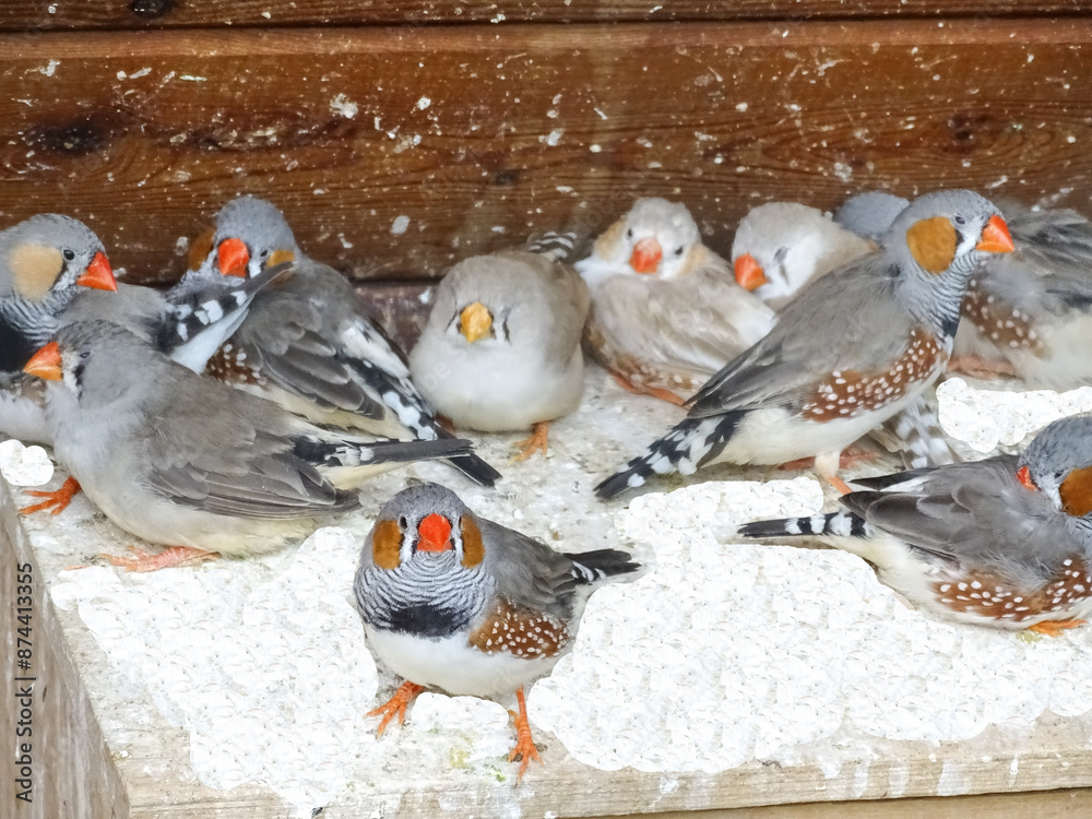 Fototapeta premium Group of Zebra Finch birds. Poephila guttata
