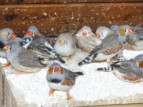 Group of Zebra Finch birds. Poephila guttata photo