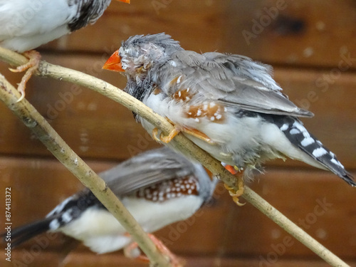 Zebra Finch bird. Poephila guttata photo