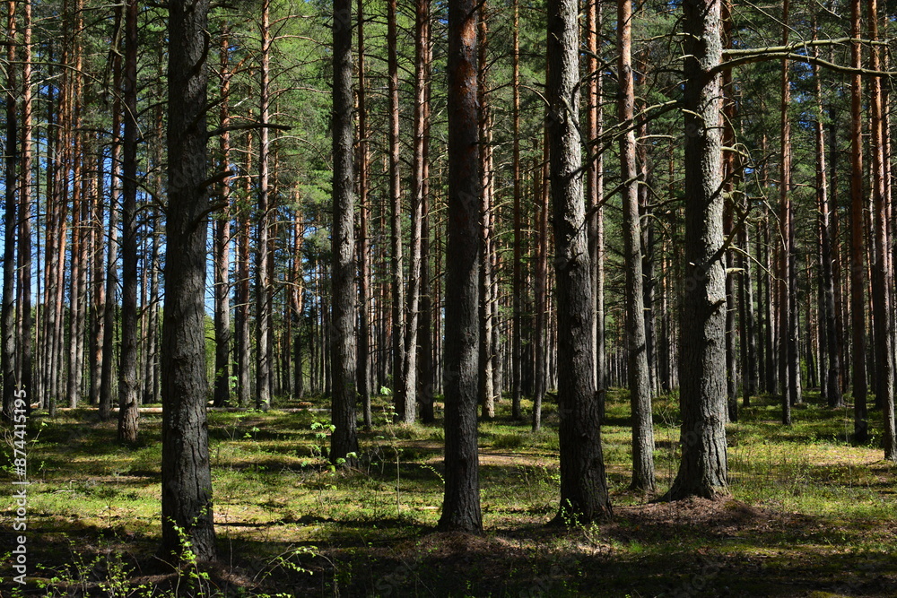 Obraz premium Pine grove trunks