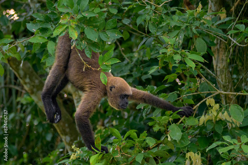 Mono en amazonía - Cuyabeno - Ecuador