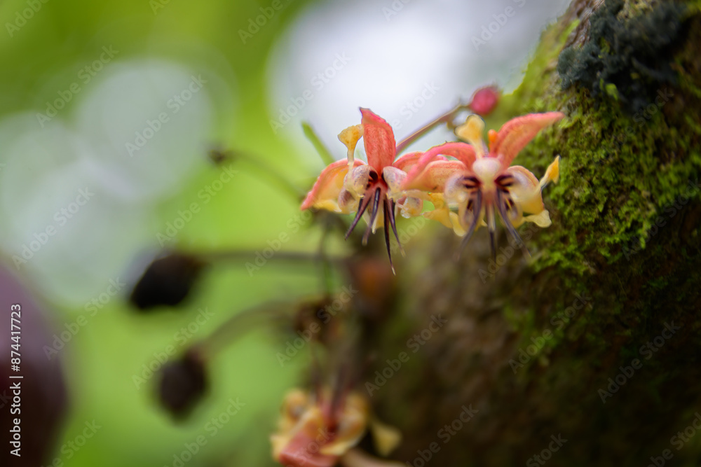 Flores de planta de cacao - Amazonas - Cuyabeno - Ecuador Flores de planta de cacao - Amazonas - Cuyabeno - Ecuador