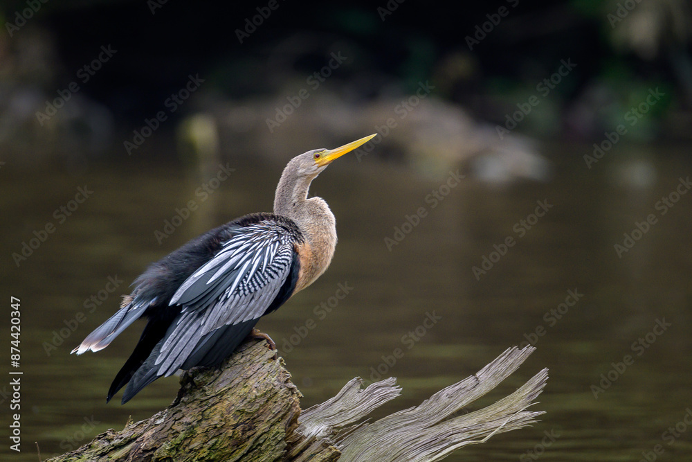 Obraz premium Anhinga - Ave en Amazonía - Cuyabeno - Ecuador