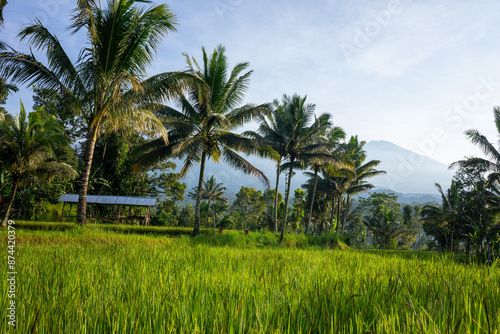 Lush green rice fields and towering palm trees in Lombok, Indonesia, with a serene mountain backdrop. © Mirador