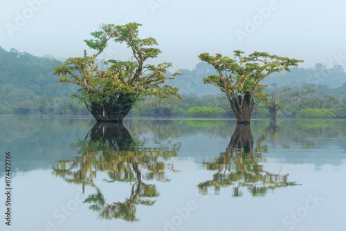Árboles de pantano en laguna grande - Amazonía - Cuyabeno - Ecuador