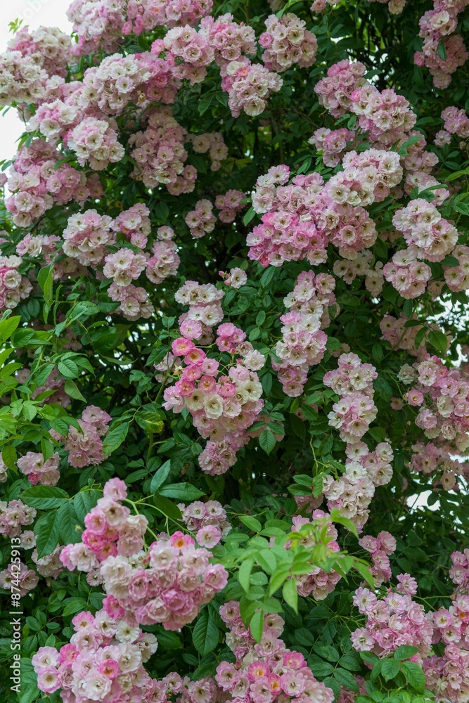 Lush bush of pink roses in full bloom during spring. Lush bush of pink roses in full bloom during spring.