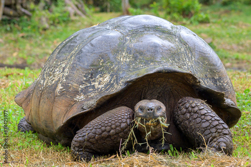 Canvas Print Retrato de tortuga gigante de las gálapagos - Rancho primicias - Isla Santa Cruz