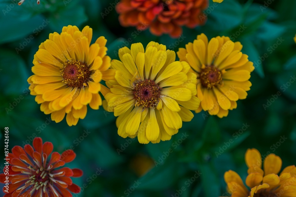 Close-up of vibrant yellow and orange flowers in a garden setting