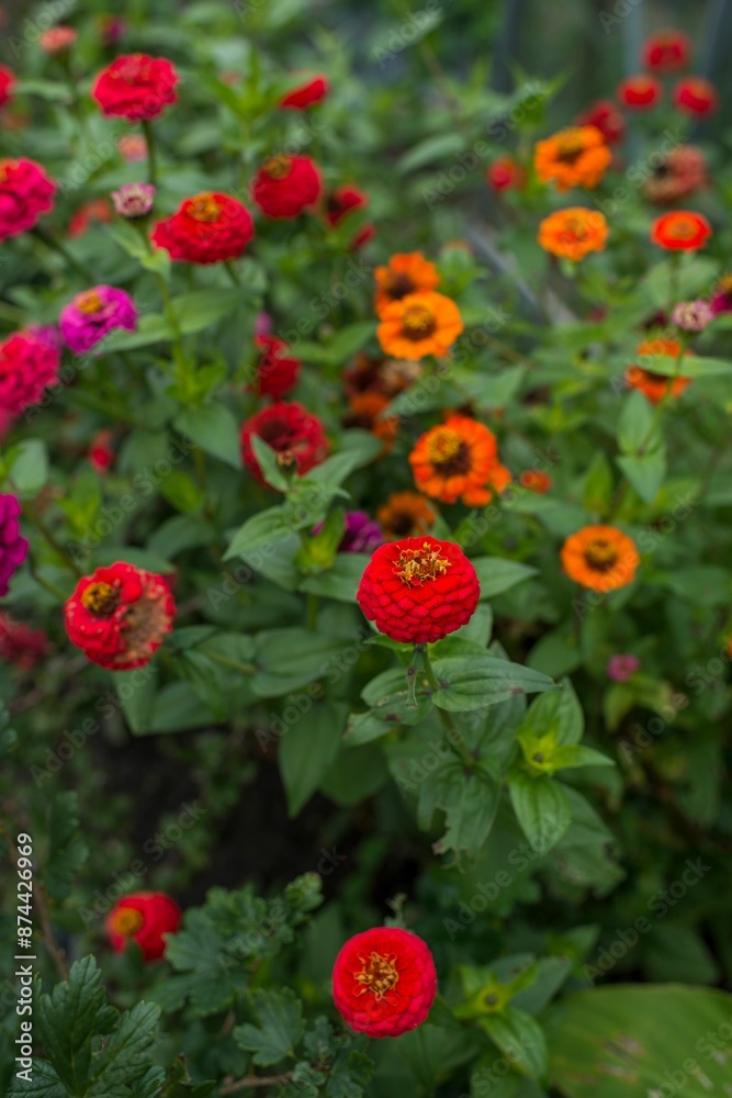 Vibrant garden with blooming red, orange, and pink flowers. Vertical shot. Vibrant garden with blooming red, orange, and pink flowers. Vertical shot.