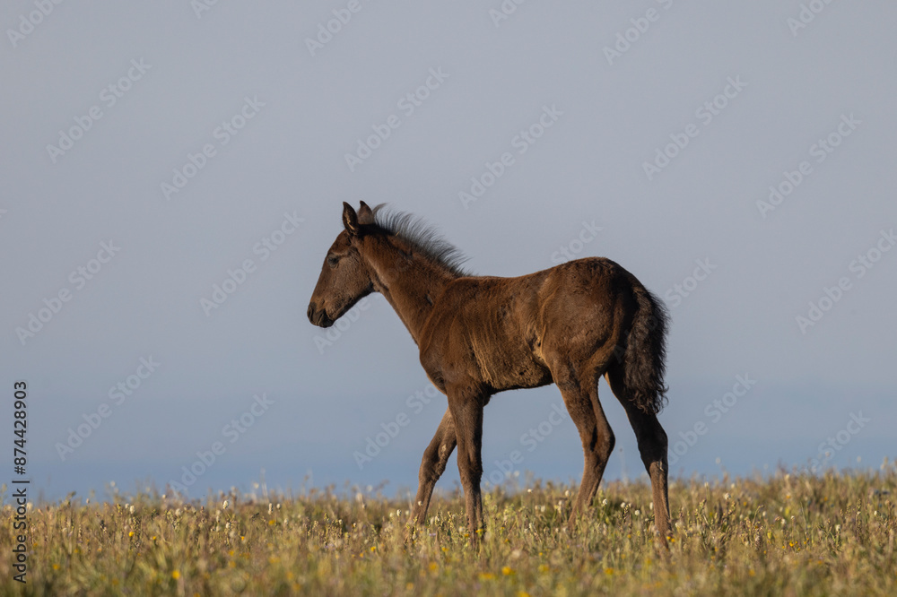 Fototapeta premium Cute Wild Horse Foal in summer in the Pryor Mountains Montana