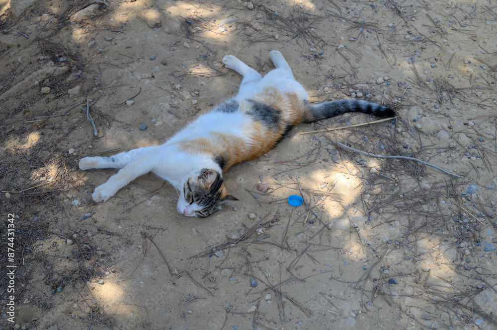 Obraz premium a happy red-haired pet enjoys life on a sunny day