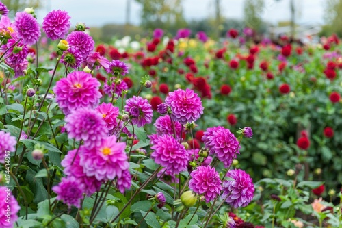 Vibrant field of blooming pink and red dahlias in a garden on a clear day