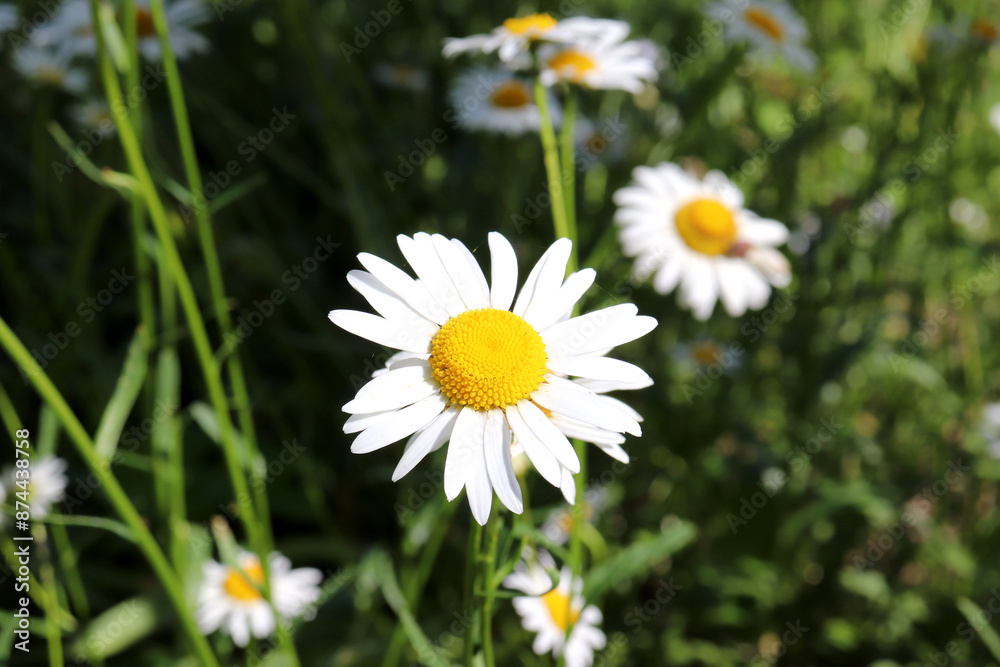 Chamomile daisy flower on the background of grass and other daisies on a sunny day - horizontal photo, close-up Chamomile daisy flower on the background of grass and other daisies on a sunny day - horizontal photo, close-up