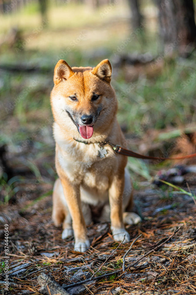 Portrait of smiling Shiba Inu dog sitting in the forest. Blurred nature background. Portrait of smiling Shiba Inu dog sitting in the forest. Blurred nature background.