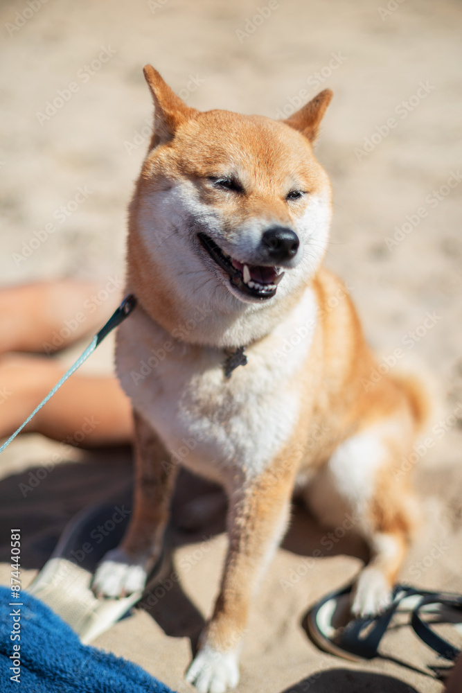 Shiba Inu dog sitting on the beach. Blurred crowded beach at the background. Shiba Inu dog sitting on the beach. Blurred crowded beach at the background.