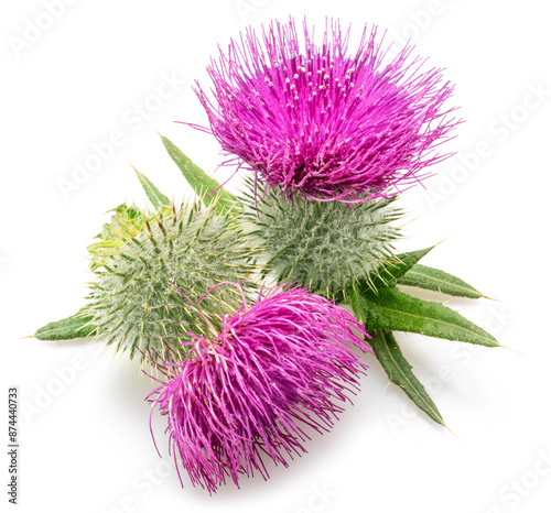 Milk thistle flower heads isolated on white background. © volff