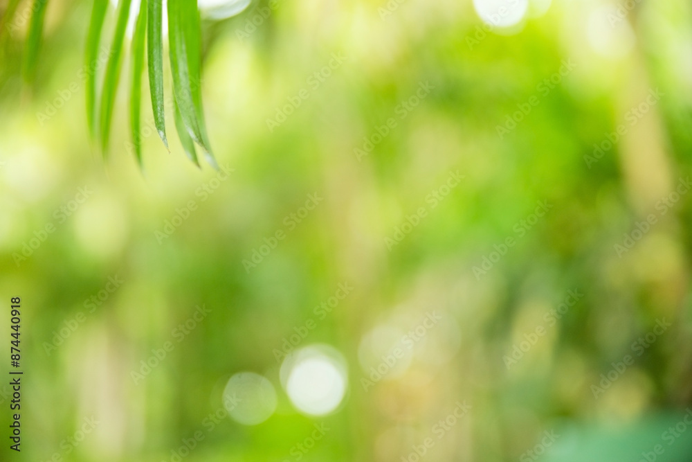 Fototapeta premium Bokeh green palm leaf. Light green tropical summer pattern or background.