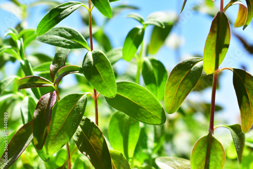 Green leaves on a thin stem, grass against a blue sky background. Field, meadow. Summer sunny background. Beauty in nature.