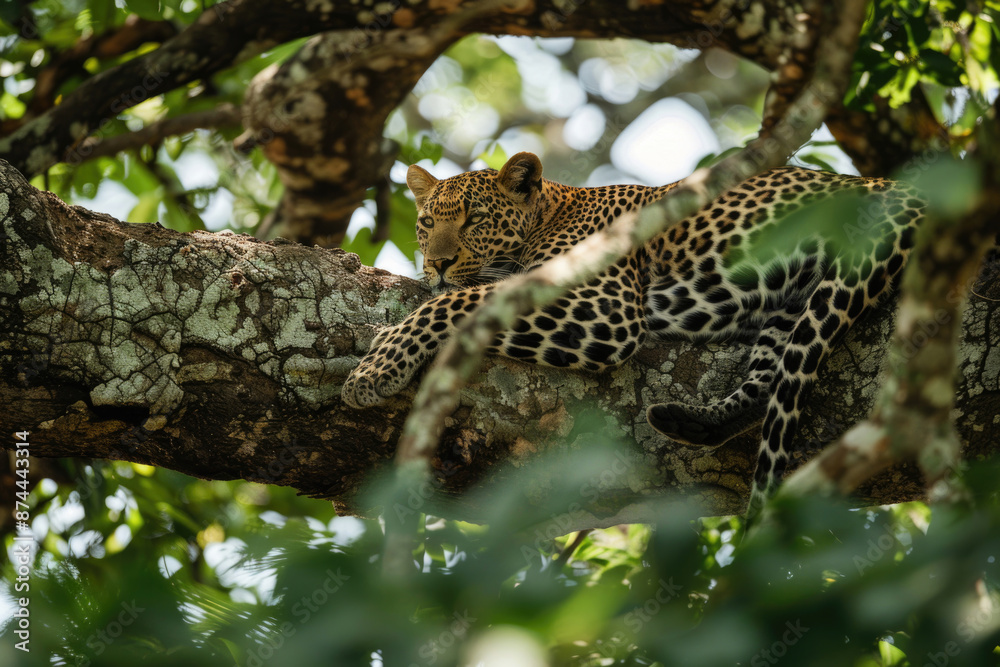 Leopard resting on a tree branch, spots blending with the foliage Leopard resting on a tree branch, spots blending with the foliage