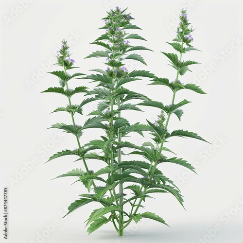  bush plant isolated on a white background