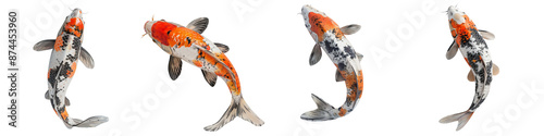  set of A single koi carp, top view, pristine on a transparent background
