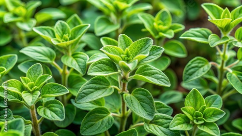 Wallpaper Mural Close-up of fresh green oregano herb leaves growing in garden with blurred background Torontodigital.ca