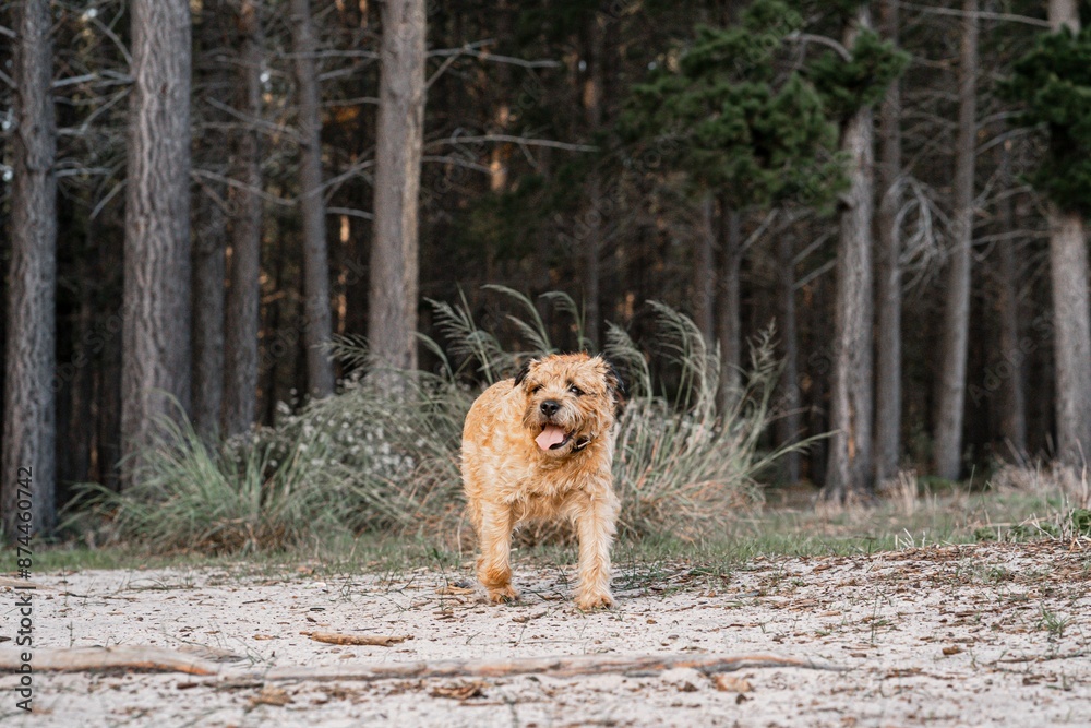 Naklejka premium Cute border terrier in the forest with trees in the background.