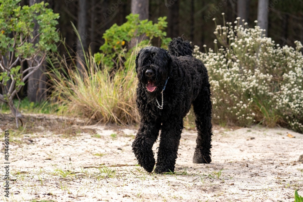 Black curly-haired Russian terrier walking on a sandy path in a forest with greenery around Black curly-haired Russian terrier walking on a sandy path in a forest with greenery around