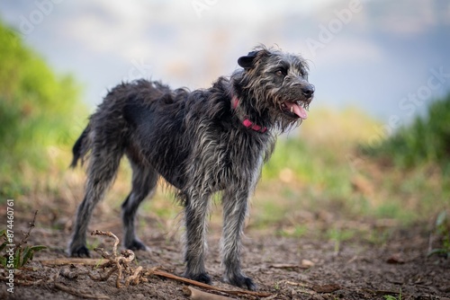 Irish wolfhound smiling in the park on a dirt path with greenery in the background photo