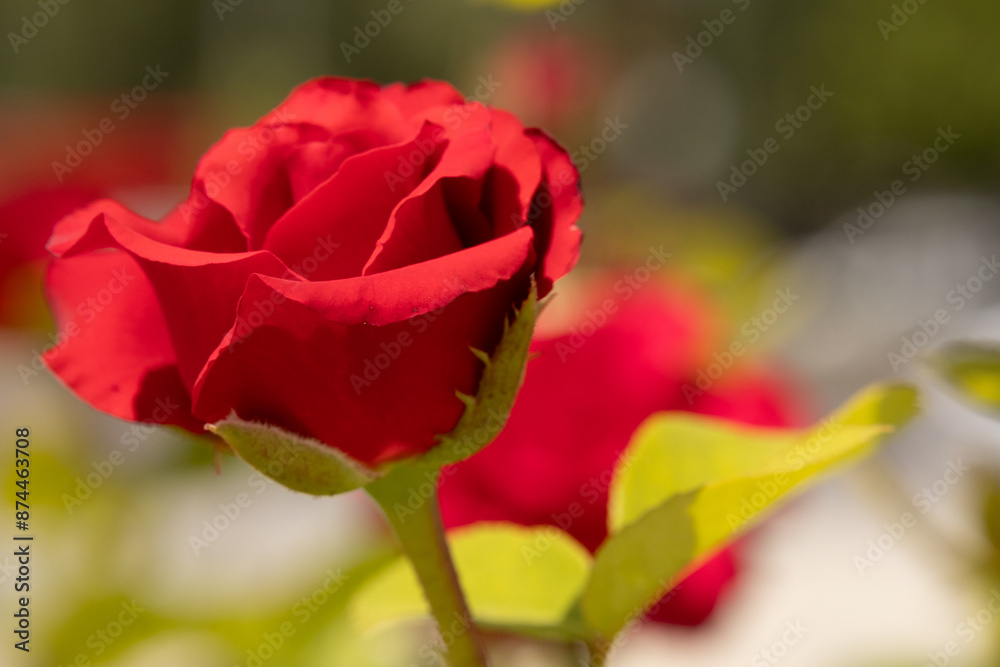 botanical, flora, garden, greenleaf, love, plant, rose botanical, flora, garden, greenleaf, love, plant, rose