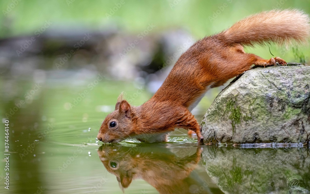 Red squirrel drinking water from a pond with its reflection visible in the clear water Red squirrel drinking water from a pond with its reflection visible in the clear water