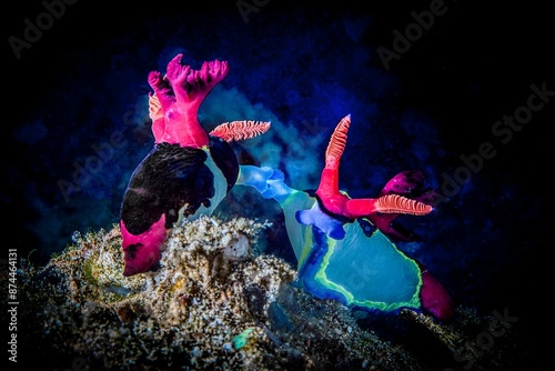 Slika na platnu Vibrant nudibranchs underwater mating against a dark ocean background