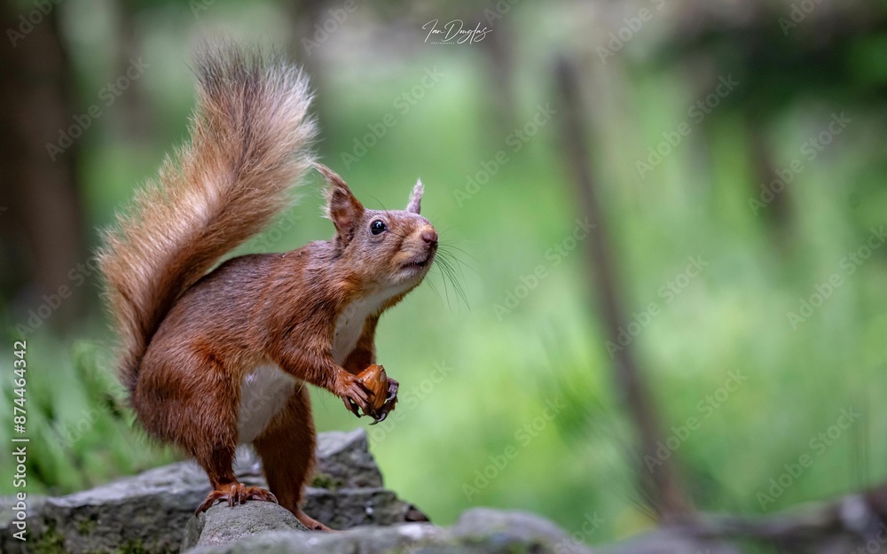 Close-up of a red squirrel holding a nut on a rock in the forest setting.