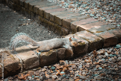 hot squirrel with its eyes closed resting on cool bricks 