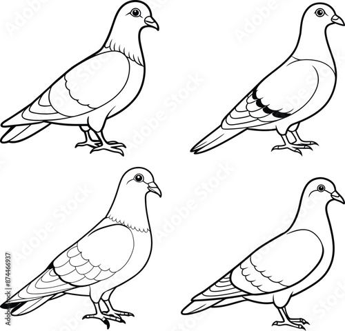 illustration of a pigeon