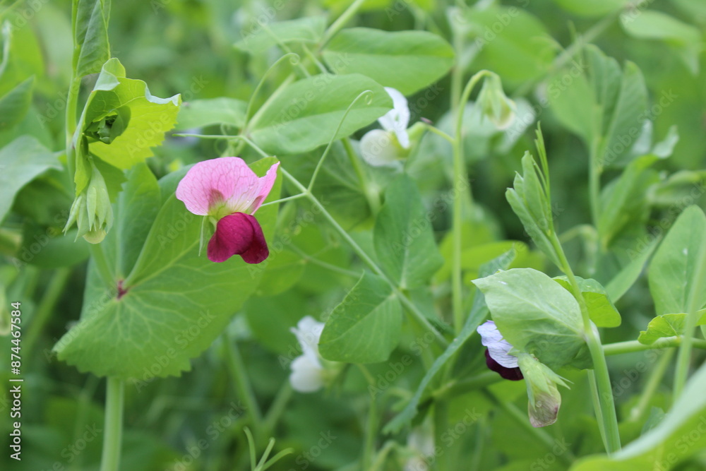 Fresh Organic Pea Plant Blooming in Summer Garden. Gardening Botany. Fresh Organic Pea Plant Blooming in Summer Garden. Gardening Botany.