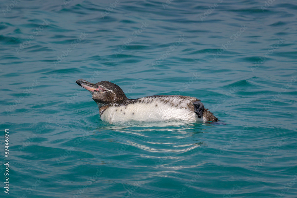 Fototapeta premium Pingüino de las galápagos nadando - Isla Isabela - Islas Galápagos - Ecuador