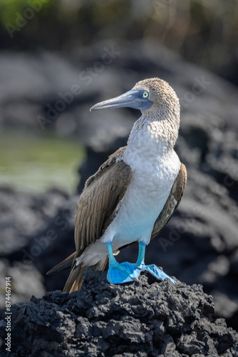 Piquero de patas azules - Pájaro bobo de patas azules - Sula nebouxii - Islas Galápagos - Ecuador photo