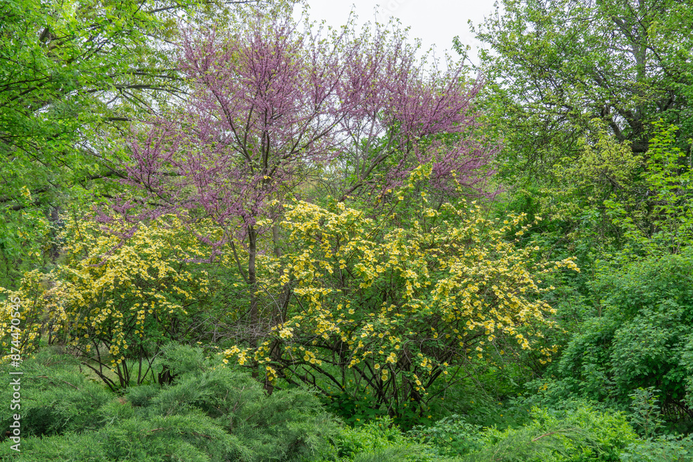 Pink cercis canadensis tree and yellow bush rosa hugonis in design garden. Blooming redbud judas and flower golden rose china. Purple spring blossom bagryannik and father hugos rose in park. Pink cercis canadensis tree and yellow bush rosa hugonis in design garden. Blooming redbud judas and flower golden rose china. Purple spring blossom bagryannik and father hugos rose in park.