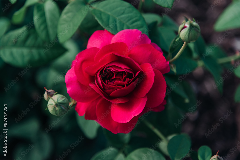 custom made wallpaper toronto digitalred garden rose, close-up view of blossom, hard sun light