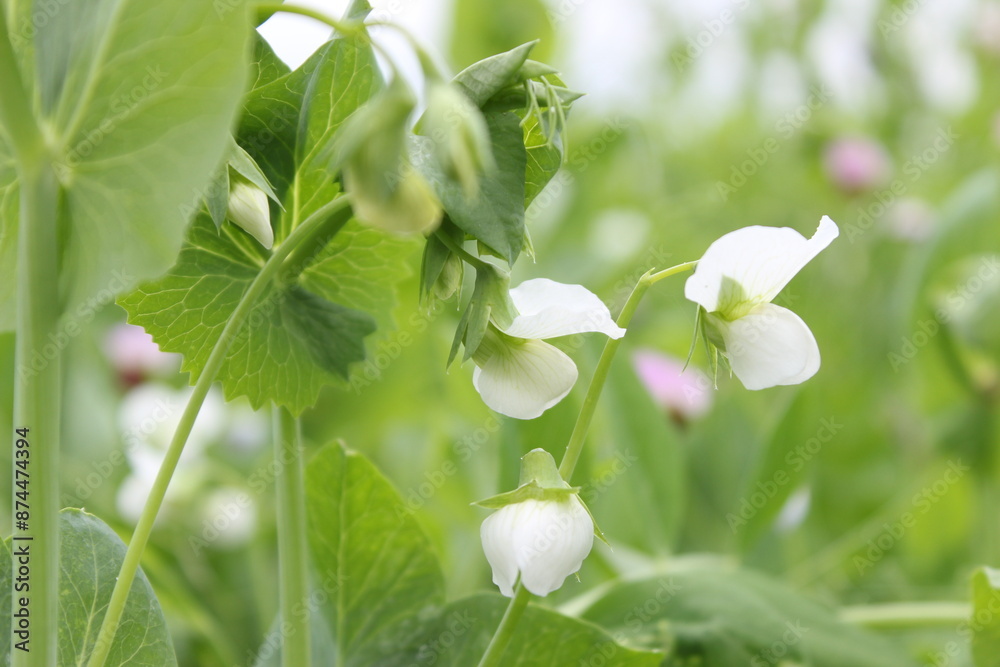 Detailed View of a Pea Plant Featuring White Flowers and Vibrant Green Leaves in Focus. Detailed View of a Pea Plant Featuring White Flowers and Vibrant Green Leaves in Focus.