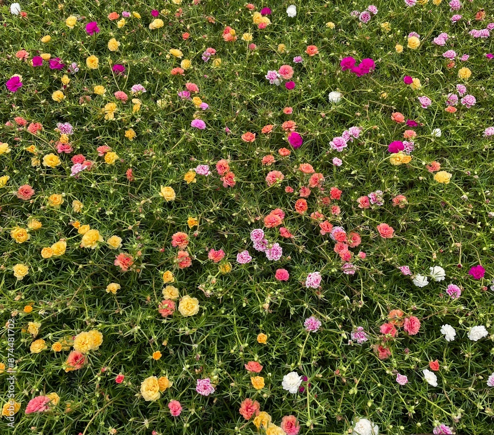 Fototapeta premium flower in the garden - Mose Rose