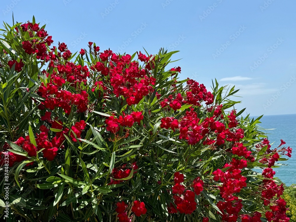 Oleander nerium red blossom bush