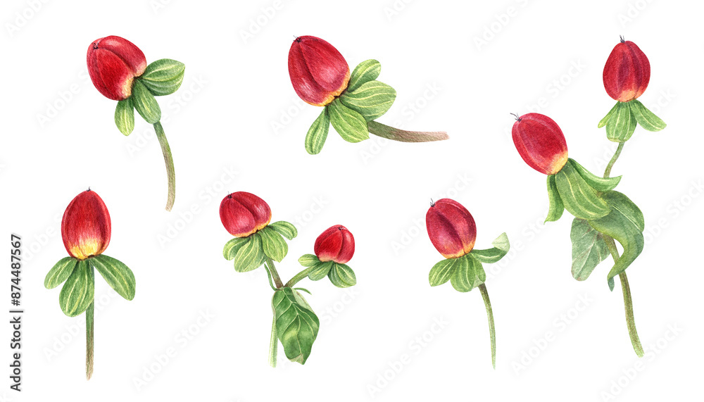 St Johns wort herb. Hypericum plant with red berries. Set of medical plants. Berry and green leaves. Watercolor illustration. Popular greenery for winter bouquets, wedding decor, floral design St Johns wort herb. Hypericum plant with red berries. Set of medical plants. Berry and green leaves. Watercolor illustration. Popular greenery for winter bouquets, wedding decor, floral design