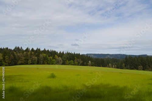 Yamhill County Serenity: Trees on Rolling Green Hills