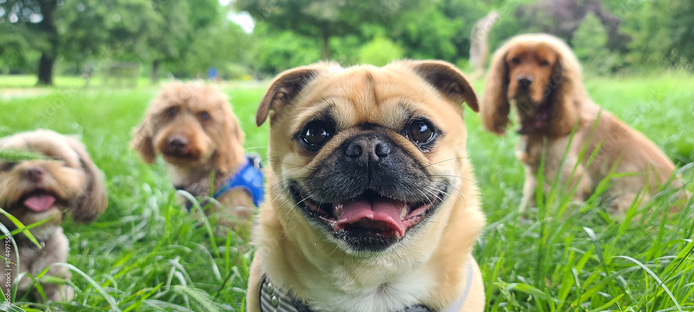 Obraz premium A pack of cute and happy dog friends of various breed, age and size are hanging out together in a green park on a sunny day enjoying their group dog walk - dog walking, pet sitting, dog day care