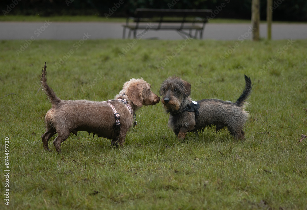 Two wire haired miniature dachshund saying hello, meeting during dog walking. Dog interaction and body language 