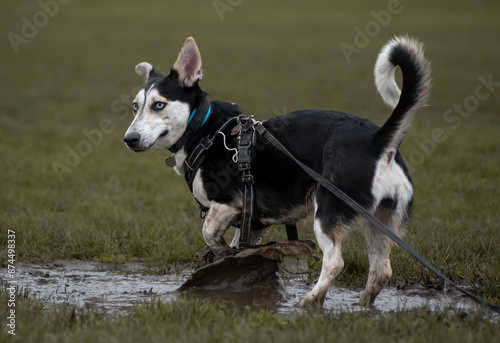 A unique and weir looking cute husky and corgi mix with expressive bright blue eyes playing in a mud puddle enjoying life in a green park during her dog walk